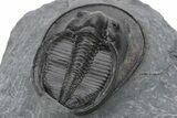 Harpes (Scotoharpes) Trilobite - Boudib, Morocco #227787-3